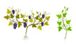 Grapevine plant growing set. Young vine seedling with green leaves and grape bunches vector illustration