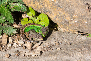 Wall Mural - brown and green lizard laying together