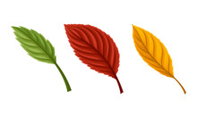 Autumn Leaves Set. Colorful Fall Foliage Vector Illustration