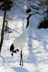 Poster - Vertical shot of a red-crowned crane on the snow