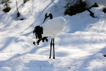 Poster - Red-crowned crane on the snow