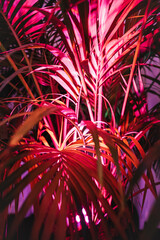 Vertical shot of palm tree under pink neon lights