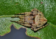 Orb Weaver Spider Of The Eustala Genus Dormant On A Leaf In Houston, TX Dorsal View.