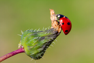 Wall Mural - red ladybug on green leaf