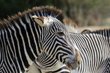 Fototapeta Konie - zebra