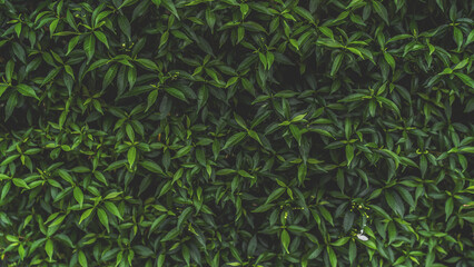 Poster - Green leaves pattern background, Natural background and wallpaper. in Phuket Thailand.