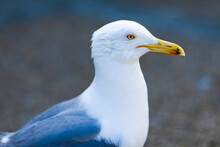 Seagull In Profile