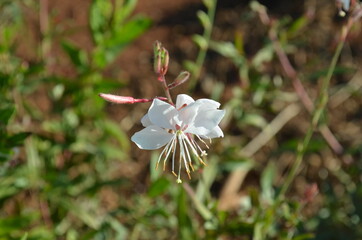 white flower