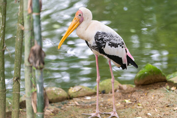 Wall Mural - Closeup shot of a great white pelican