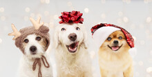 Banner Happy Christmas Dogs. Three Puppies Celebrating Holidays Wearing A Red Glitter Ribbon, Santa Hat, And Reindeer Costume On Head. Isolated Against Gray  Background With  Overlays.