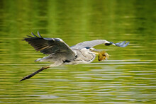 Gray Heron Flying Over The River With Fish In Its Beak