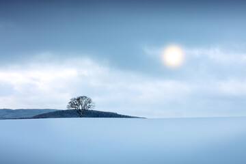 Wall Mural - winter landscape with snow covered tree .christmas background.