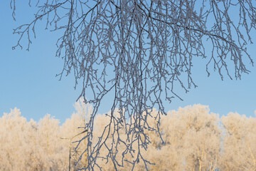 Wall Mural - winter in the mountains