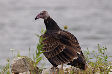 Poster - Closeup shot of a Turkey vulture