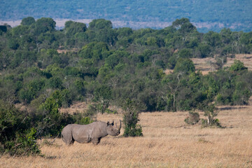 Wall Mural - Africa, Kenya, Laikipia Plateau, Ol Pejeta Conservancy. Black rhinoceros, endangered species.