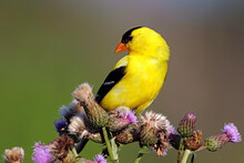 Closeup Shot Of American Goldfinch Sitting On Thistle Flowers