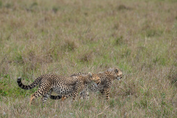 Wall Mural - Africa, Kenya, Serengeti, Maasai Mara. Young cheetahs, endangered species.