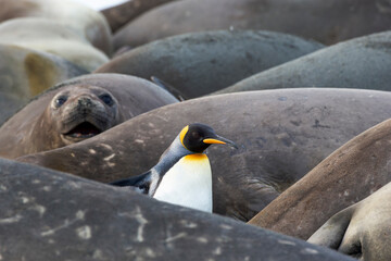 Poster - Southern Ocean, South Georgia. A king penguin finds its way through the elephant seals lying on the beach, while an elephant seal looks on.