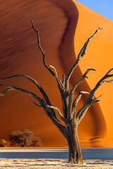 Wall Mural - Namibia, Sossusvlei, Namib-Naukluft National Park. Composite of dead tree and sand dune.