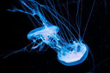 Poster - Beautiful shot of two jellyfishes in a water