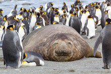 Southern Ocean, South Georgia. A Large Elephant Seal Bull Lies In The Midst Of Many Penguins.