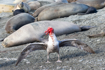 Wall Mural - Southern Ocean, South Georgia, northern giant petrel. A giant petrel spreads its wings after feeding on a carcass.