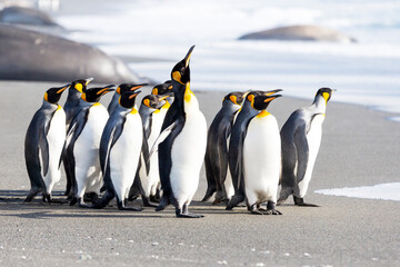 Canvas Print - Southern Ocean, South Georgia. A group of king penguins walk on the beach in a tight bunch.