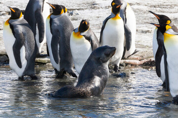 Sticker - Southern Ocean, South Georgia, king penguin, Aptenodytes, Antarctic fur seal. A fur seal is in the midst of a group of king penguins.