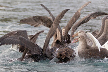 Southern Ocean, South Georgia, Northern Giant Petrel. A Group Of Giant Petrels Fight Over The Remains Of The Leopard Seal's Kill.