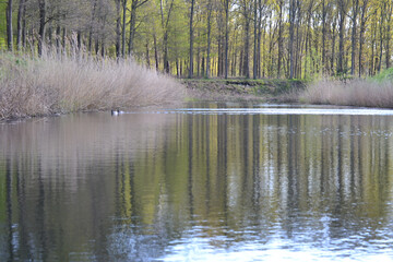 Sticker - Scenic view of trees reflected on a tranquil lake