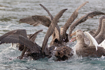 Poster - Southern Ocean, South Georgia, northern giant petrel. A group of giant petrels fight over the remains of the leopard seal's kill.