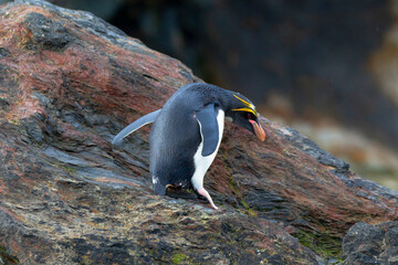 Canvas Print - Southern Ocean, South Georgia, Cooper Bay, macaroni penguin. Portrait of a macaroni penguin moving along the rocks.