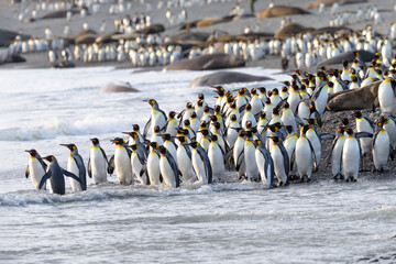 Poster - Southern Ocean, South Georgia, king penguin, Aptenodytes patagonicus A group of king penguins walk on the beach in a tight bunch.