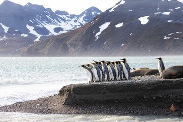 Wall Mural - Southern Ocean, South Georgia, king penguin, Aptenodytes patagonicus A group of king penguins walk on the beach in a tight bunch.