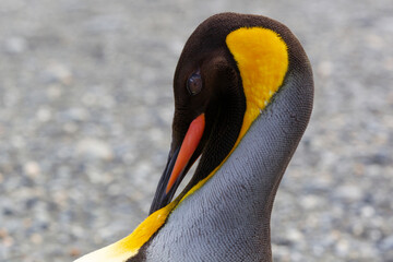 Sticker - Southern Ocean, South Georgia. Details of the colorful feathers of the king penguin.