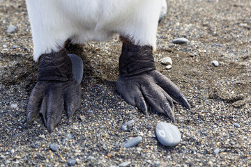 Canvas Print - Southern Ocean, South Georgia. Detail of the king penguin's feet.