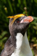 Sticker - Southern Ocean, South Georgia, Cooper Bay. Headshot of a macaroni penguin in the tussock grass.