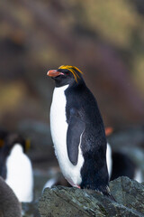 Sticker - Southern Ocean, South Georgia, Cooper Bay, macaroni penguin. Portrait of a macaroni penguin standing on the rocks.