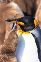 Wall Mural - Southern Ocean, South Georgia. Headshot of a king penguin with a chick begging for food.