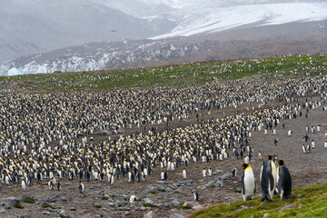 Sticker - King penguin colony, St. Andrews Bay, South Georgia, Antarctica