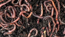 Gardening Concept - Earthworms In Black Soil As Background, Top View. Garden Compost And Worms.