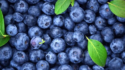 Poster - Blueberry rotating background. Fresh and ripe organic Blueberries Rotating backdrop. Diet, dieting, healthy vegan food. Organic Blue berries with a leaf, macro shot. Vegan food, Slow motion, flat lay