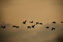 Silhouette Of A Flock Of Geese Flying On The Sunset
