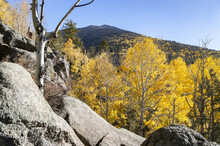 Beautiful View Of An Autumn Landscape And Aspen Trees With Yellow Leaves Against A Blue Sky