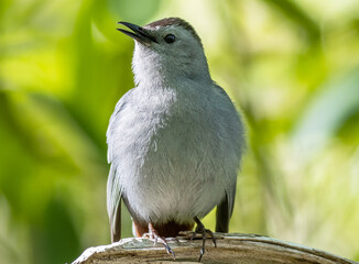 Poster - Closeup shot of a small bird sitting on a tree branch