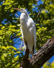 Wall Mural - Low angle shot of a Great egret perched on a tree