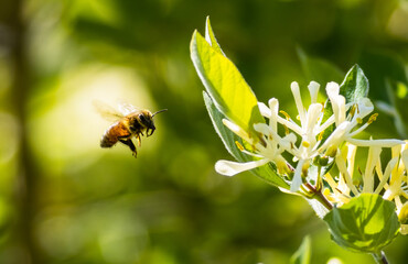 Poster - Closeup shot of a bee flying near a blooming flower