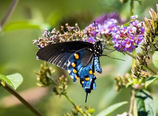 Poster - Closeup shot of a butterfly on a blooming flower