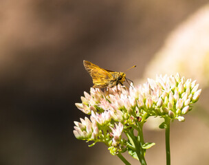 Poster - Closeup shot of a butterfly on a blooming flower