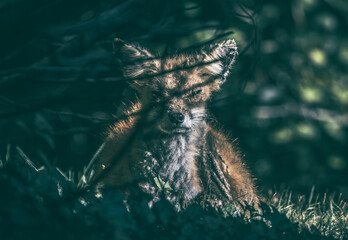 Sticker - Closeup shot of a fox looking among the grass